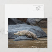 Nijlkrokodil op een rots briefkaart (Voorkant / Achterkant)