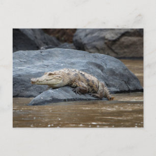 Nijlkrokodil op een rots briefkaart