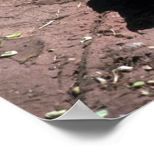 Nijlkrokodil Poster (Hoek)