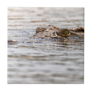 Nijlkrokodil Tegeltje