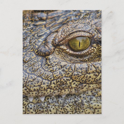 Nijlkrokodil uit Afrika Briefkaart (Voorkant)