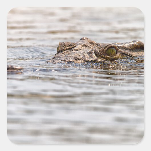 Nijlkrokodil Vierkante Sticker (Voorkant)