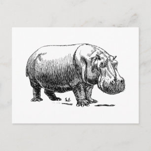 Nijlpaard Briefkaart