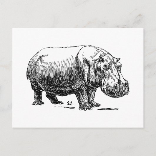 Nijlpaard Briefkaart (Voorkant)