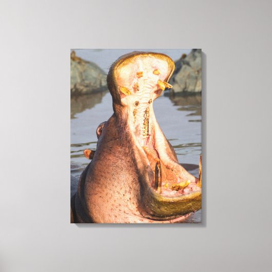 Nijlpaard gaapt, Tanzania Canvas Afdruk (Voorkant)