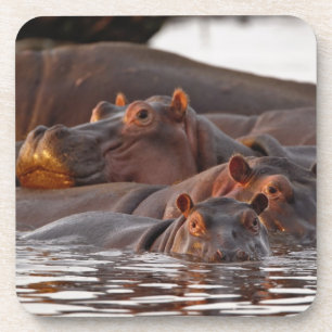 Nijlpaard, Hippopotamus amphibius, Meer Drankjes Onderzetter