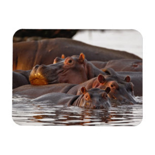Nijlpaard, Hippopotamus amphibius, Meer Magneet