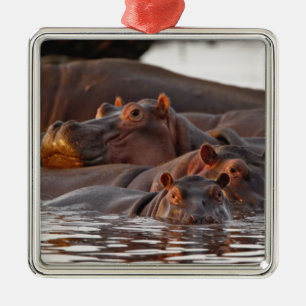 Nijlpaard, Hippopotamus amphibius, Meer Metalen Ornament