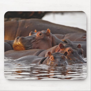 Nijlpaard, Hippopotamus amphibius, Meer Muismat