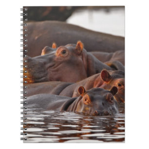 Nijlpaard, Hippopotamus amphibius, Meer Notitieboek