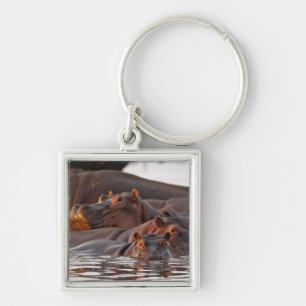 Nijlpaard, Hippopotamus amphibius, Meer Sleutelhanger