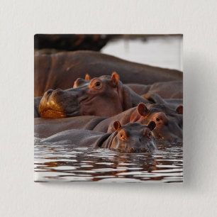 Nijlpaard, Hippopotamus amphibius, Meer Vierkante Button 5,1 Cm