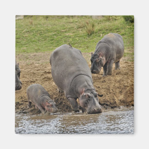 Nijlpaard, Hippopotamus amphibius, Serengeti Magneet