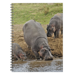 Nijlpaard, Hippopotamus amphibius, Serengeti Notitieboek