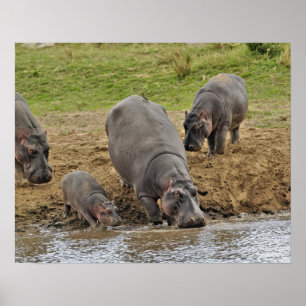 Nijlpaard, Hippopotamus amphibius, Serengeti Poster