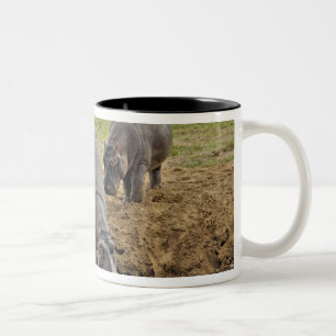 Nijlpaard, Hippopotamus amphibius, Serengeti Tweekleurige Koffiemok
