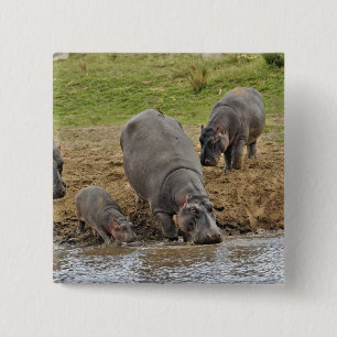 Nijlpaard, Hippopotamus amphibius, Serengeti Vierkante Button 5,1 Cm