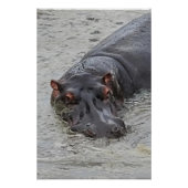 nijlpaard perfect poster (Voorkant)