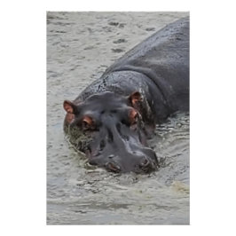 nijlpaard perfect poster