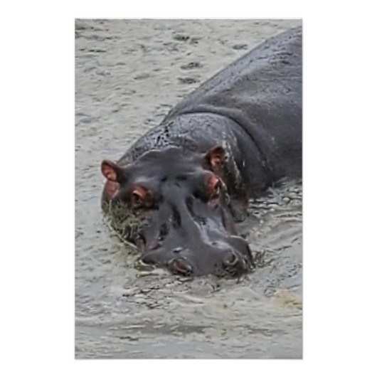 nijlpaard perfect poster (Voorkant)