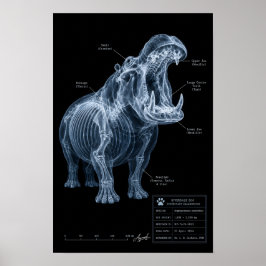 Nijlpaard Röntgenfoto Dierentuin Specimen Poster