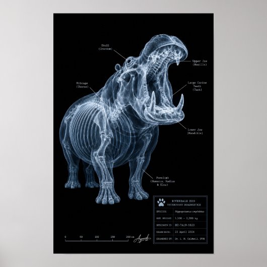Nijlpaard Röntgenfoto Dierentuin Specimen Poster (Voorkant)