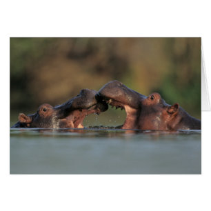 Nijlpaarden (Hippopotamus Amphibius) Worstelen