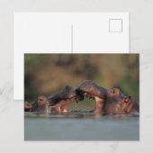 Nijlpaarden (Hippopotamus Amphibius) Worstelen Briefkaart (Voorkant / Achterkant)