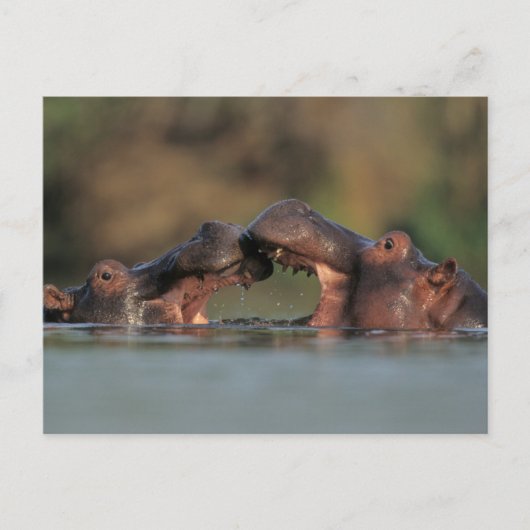 Nijlpaarden (Hippopotamus Amphibius) Worstelen Briefkaart (Voorkant)
