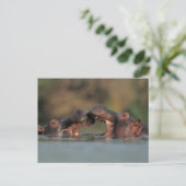 Nijlpaarden (Hippopotamus Amphibius) Worstelen Briefkaart (Staand voorkant)