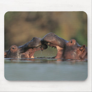 Nijlpaarden (Hippopotamus Amphibius) Worstelen Muismat