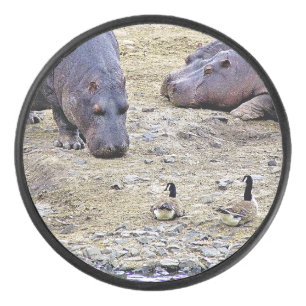 NIJLPAARDEN HOCKEY PUCK