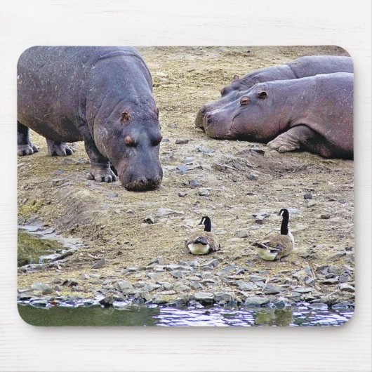 NIJLPAARDEN MUISMAT (Voorkant)