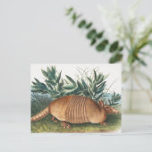 Nijnbanded Armadillo (Dasypus Peba) Illustratie Briefkaart (Staand voorkant)