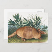Nijnbanded Armadillo (Dasypus Peba) Illustratie Briefkaart (Voorkant / Achterkant)