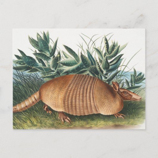 Nijnbanded Armadillo (Dasypus Peba) Illustratie Briefkaart (Voorkant)