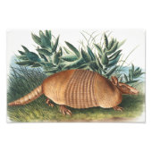 Nijnbanded Armadillo (Dasypus Peba) Illustratie Foto Afdruk (Voorkant)