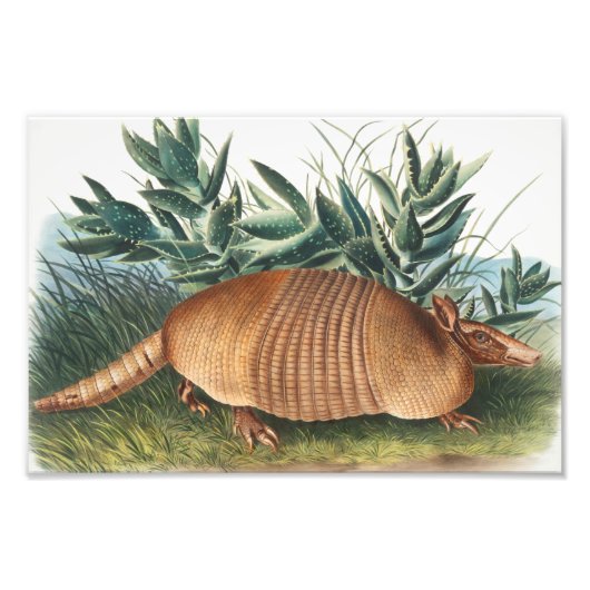 Nijnbanded Armadillo (Dasypus Peba) Illustratie Foto Afdruk (Voorkant)