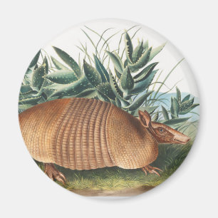 Nijnbanded Armadillo (Dasypus Peba) Illustratie Magneet