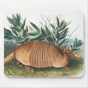 Nijnbanded Armadillo (Dasypus Peba) Illustratie Muismat