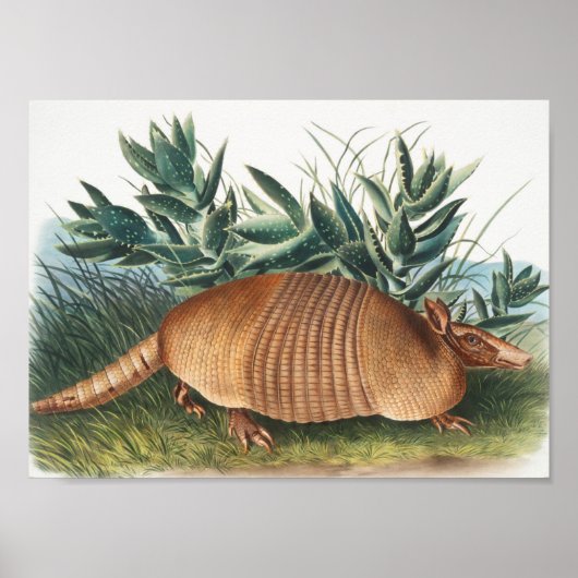 Nijnbanded Armadillo (Dasypus Peba) Illustratie Poster (Voorkant)
