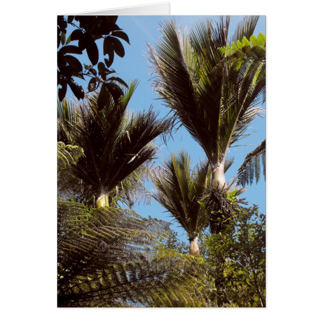 Nikau Palm (Voorkant)