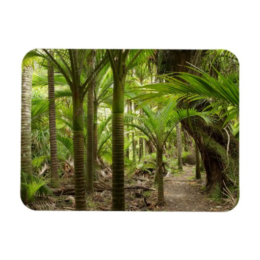 Nikau Palmen, Heaphy Track, bij Karamea, Magneet (Horizontaal)