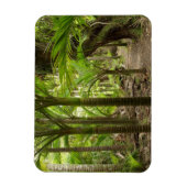 Nikau Palmen, Heaphy Track, bij Karamea, Magneet (Verticaal)