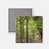 Nikau Palms, Heaphy Track, bij Karamea Magneet (Voorkant / Achterkant)