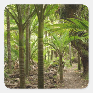 Nikau Palms, Heaphy Track, bij Karamea, Vierkante Sticker