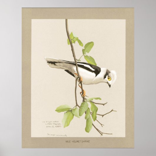 Nile Helmet Shrike Poster (Voorkant)