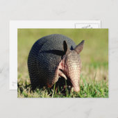 Nine-Banded Armadillo Briefkaart (Voorkant / Achterkant)