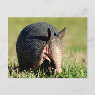 Nine-Banded Armadillo Briefkaart