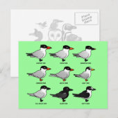 Nine Birdorable Terns (geëtiketteerd) Briefkaart (Voorkant / Achterkant)